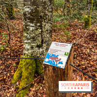 Arbor&Sens, l'Arboretum de Franchard en forêt de Fontainebleau - les photos - IMG 7935