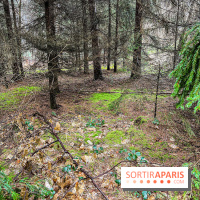 Arbor&Sens, l'Arboretum de Franchard en forêt de Fontainebleau - les photos - IMG 7931