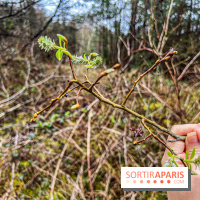 Arbor&Sens, l'Arboretum de Franchard en forêt de Fontainebleau - les photos - IMG 7930