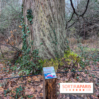 Arbor&Sens, l'Arboretum de Franchard en forêt de Fontainebleau - les photos - IMG 7928