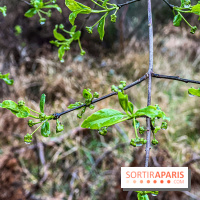 Arbor&Sens, l'Arboretum de Franchard en forêt de Fontainebleau - les photos - IMG 7910