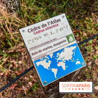 Arbor&Sens, l'Arboretum de Franchard en forêt de Fontainebleau - les photos - IMG 7905