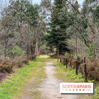Arbor&Sens, l'Arboretum de Franchard en forêt de Fontainebleau - les photos