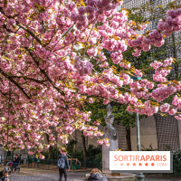 Square Gabriel Pierné à Paris - cerisiers en fleurs