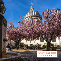Square Gabriel Pierné à Paris - cerisiers en fleurs -  A7C0345