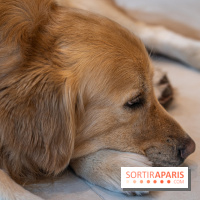 Seven Heaven, le coffee shop dog's friendly et kid's friendly de Paris 11e -  A7C0528