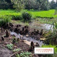 Arboretum de Paris - nos photos - image00031