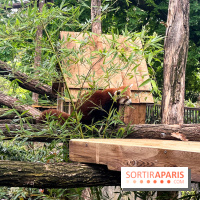 Ménagerie du Jardin des Plantes 2024 - panda
