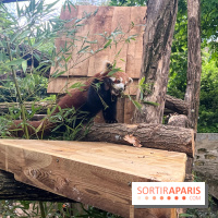 Ménagerie du Jardin des Plantes 2024 - panda