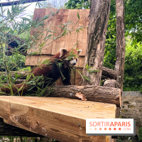 Ménagerie du Jardin des Plantes 2024 - panda