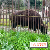 Ménagerie du Jardin des Plantes 2024 - nos photos