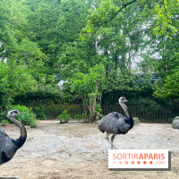Ménagerie du Jardin des Plantes 2024 - nos photos