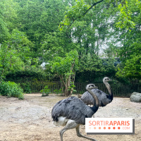 Ménagerie du Jardin des Plantes 2024 - nos photos