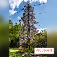 Jardin Yili, le jardin chinois caché dans les Yvelines -  A7C2262