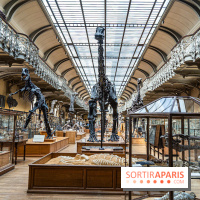 La Galerie de Paléontologie et d'Anatomie comparée du Muséum au Jardin des Plantes -  A7C7472