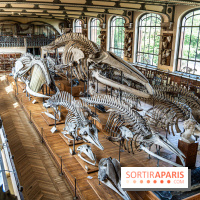 La Galerie de Paléontologie et d'Anatomie comparée du Muséum au Jardin des Plantes
