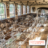 La Galerie de Paléontologie et d'Anatomie comparée du Muséum au Jardin des Plantes -  A7C7479