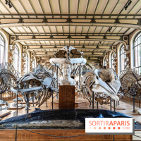 La Galerie de Paléontologie et d'Anatomie comparée du Muséum au Jardin des Plantes
