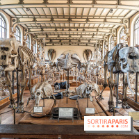 La Galerie de Paléontologie et d'Anatomie comparée du Muséum au Jardin des Plantes