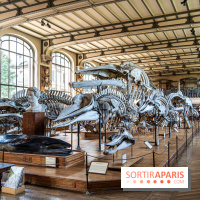 La Galerie de Paléontologie et d'Anatomie comparée du Muséum au Jardin des Plantes