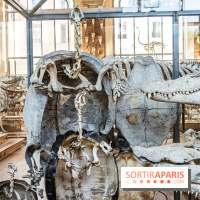 La Galerie de Paléontologie et d'Anatomie comparée du Muséum au Jardin des Plantes