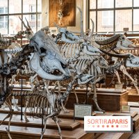 La Galerie de Paléontologie et d'Anatomie comparée du Muséum au Jardin des Plantes -  A7C7485