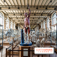 La Galerie de Paléontologie et d'Anatomie comparée du Muséum au Jardin des Plantes