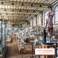 La Galerie de Paléontologie et d'Anatomie comparée du Muséum au Jardin des Plantes -  A7C7488