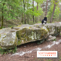 Dolmen de la Pierre Ardoue - IMG 0985
