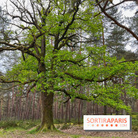 Dolmen de la Pierre Ardoue - IMG 0989