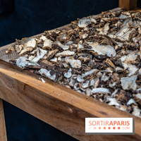 Jardins jardin 2024 à la Villa Windsor au Bois de Boulogne  -  A7C5027