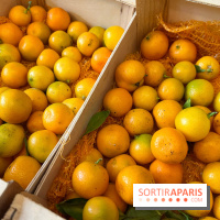 Lemon Story - Agrumes