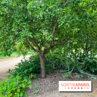 Potager-Fruitier de la Roche Guyon - nos photos - image00030
