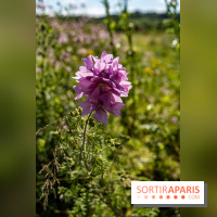 Le Parc du peuple de l'herbe dans les Yvelines - Étang de Galiotte - Carrières-sous-Poissy