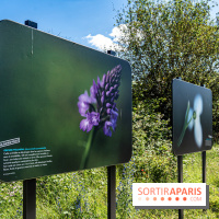 Le Parc du peuple de l'herbe dans les Yvelines - Étang de Galiotte - Carrières-sous-Poissy