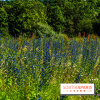 Le Parc du peuple de l'herbe dans les Yvelines - Étang de Galiotte - Carrières-sous-Poissy