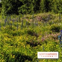 Le Parc du peuple de l'herbe dans les Yvelines - Étang de Galiotte - Carrières-sous-Poissy -  A7C7535
