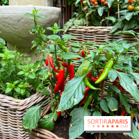 Le Potager, Roch Hotel & Spa - Potager