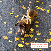 Paris Sausage Walk 2024 : la marche des teckels de retour dans la capitale - image00016