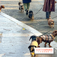 Paris Sausage Walk 2024 : la marche des teckels de retour dans la capitale - image00019