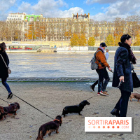 Paris Sausage Walk 2024 : la marche des teckels de retour dans la capitale - image00023