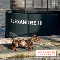 Paris Sausage Walk 2024 : la marche des teckels de retour dans la capitale - image00032