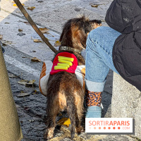 Paris Sausage Walk 2024 : la marche des teckels de retour dans la capitale - image00033