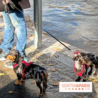 Paris Sausage Walk 2024 : la marche des teckels de retour dans la capitale - image00035