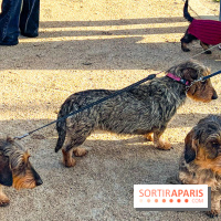 Paris Sausage Walk 2024 : la marche des teckels de retour dans la capitale - image00005