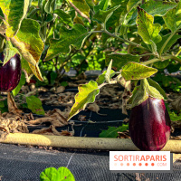Les Saveurs du Potager du Roi à Versailles : marché de fruits & légumes, expositions et animations