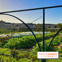 Les Saveurs du Potager du Roi à Versailles : marché de fruits & légumes, expositions et animations