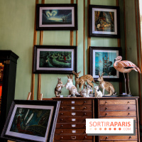 Benjamin Lacombe, nos photos de son exposition chez Deyrolle à Paris - IMG 6509