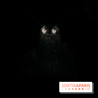 Les Esprits de la Forêt - IMG 5668