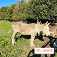 La Fête de la Citrouille - nos photos - image00007